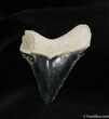 Inch Bone Valley Megalodon Tooth #547-1